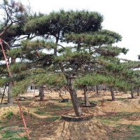 泰安造型黑松种植基地